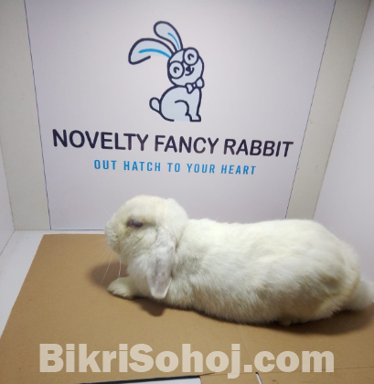 Holland lop Rabbit